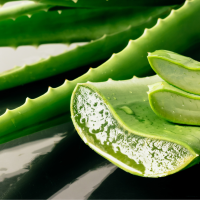 aloe-vera_jutta-haimerl